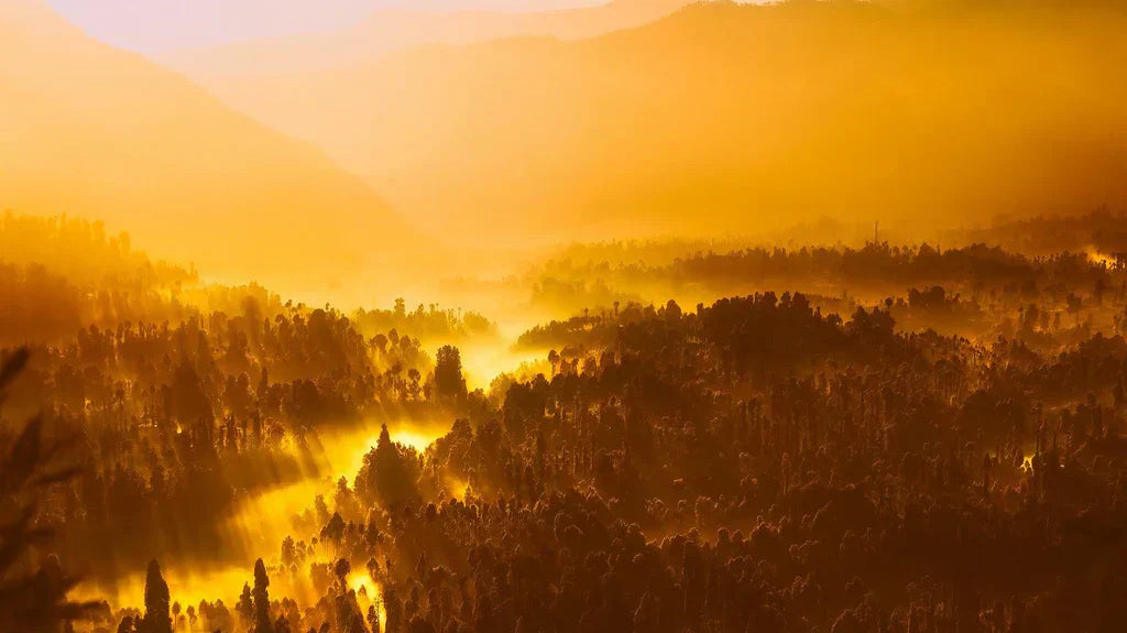 Why You’ll Want to Avoid Palm Oil