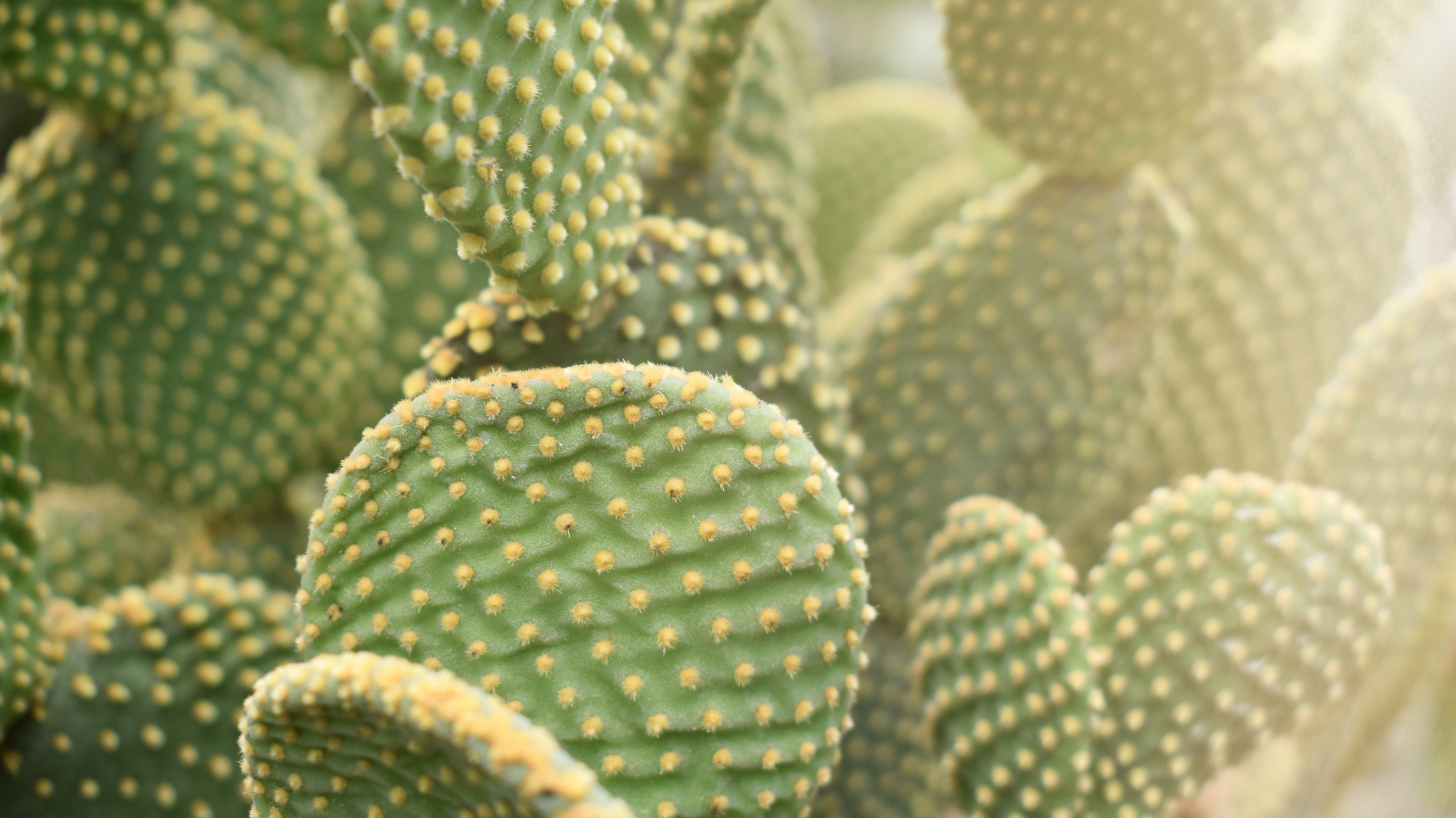 Reimagine Your Yard: The Grass-Free Future of Landscaping