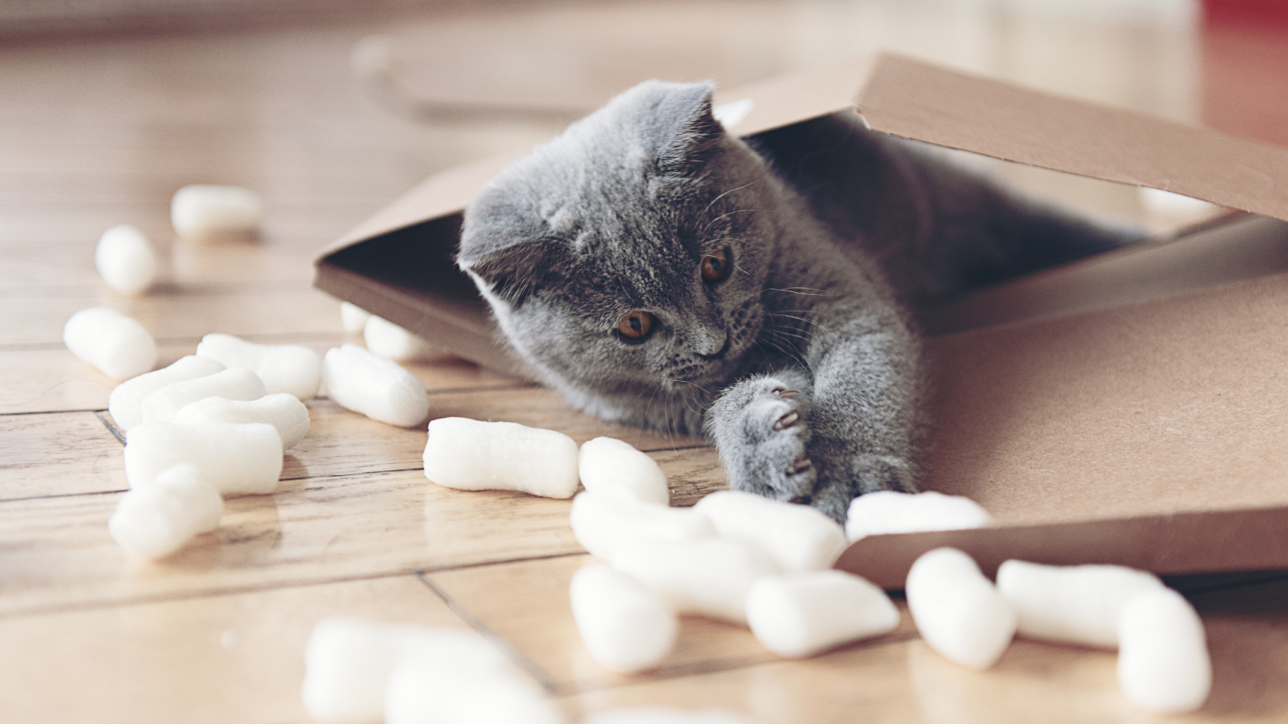 Cat playing with compostable peanuts