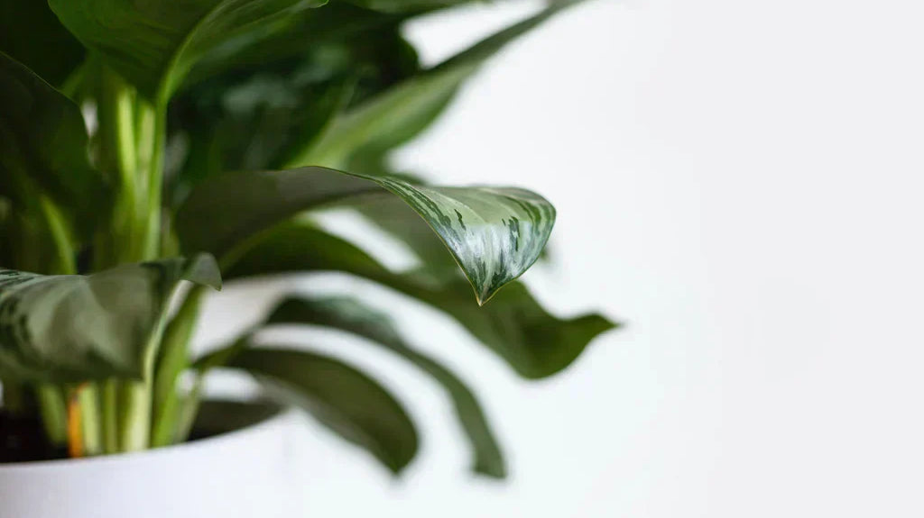 How to Get Excited About Becoming A Plant Parent