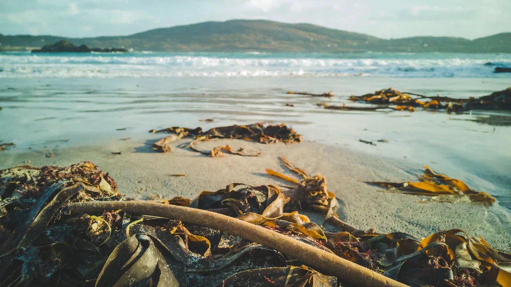 Why You Should Give Seaweed a Chance