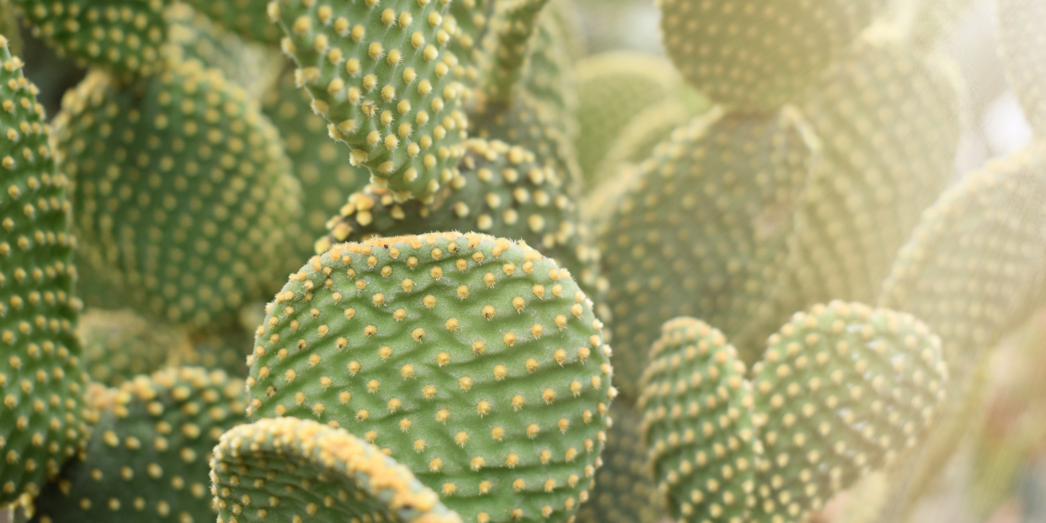 Reimagine Your Yard: The Grass-Free Future of Landscaping