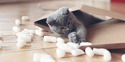 Cat playing with compostable peanuts
